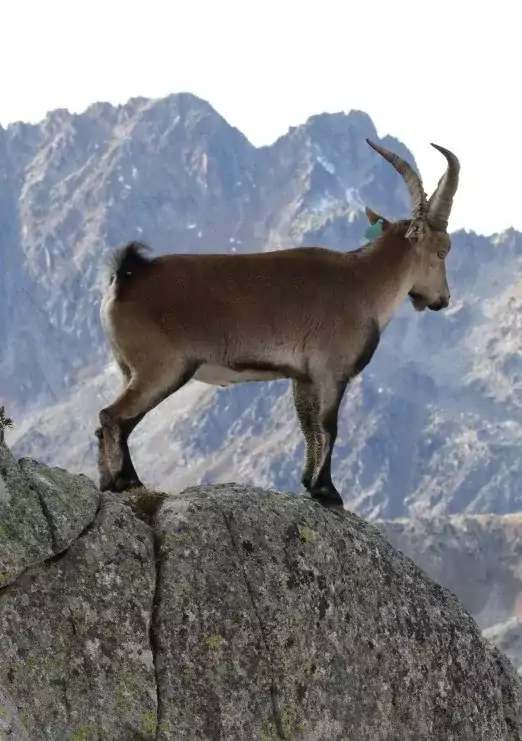 fiche-esp-ce-bouquetin-des-pyr-n-es-l-observatoire-du-parc-national